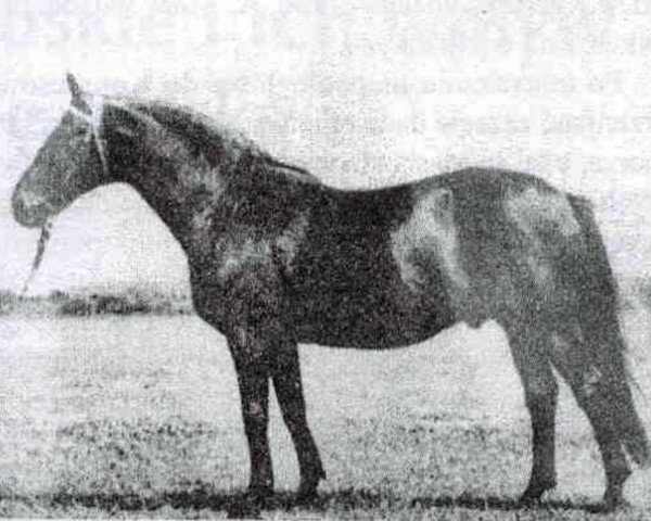 stallion Jamajka (Trakehner, 1941, from Junker)