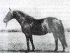 stallion Jamajka (Trakehner, 1941, from Junker)