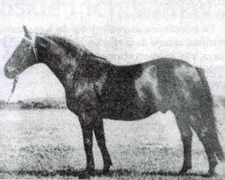 stallion Jamajka (Trakehner, 1941, from Junker)