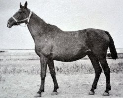 broodmare Jata (Great Poland (wielkopolska), 1959, from Eustachy)