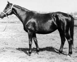 broodmare Ispanka (Russian Trakehner, 1967, from Pompej)