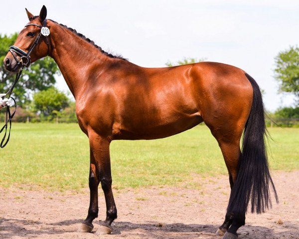 broodmare Starlett's Fame (Hanoverian, 2013, from Sir Calypso)