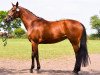 broodmare Starlett's Fame (Hanoverian, 2013, from Sir Calypso)