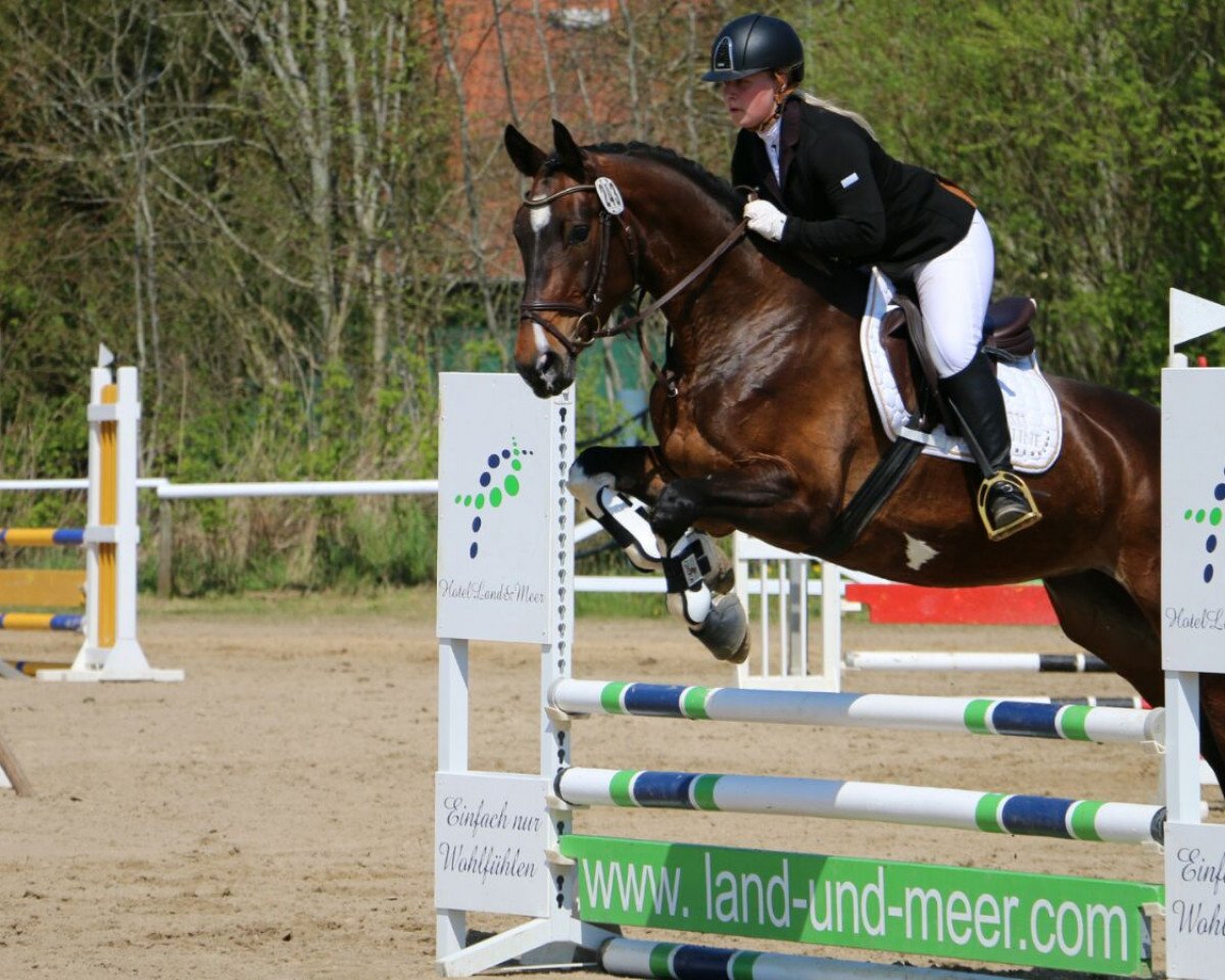 broodmare Grey's Anatomy B (Hanoverian, 2012, from Grey Top)