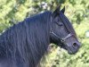 stallion Frisian Brenin (Welsh-Cob (Sek. D), 1993, from Balthasar)