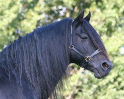 stallion Frisian Brenin (Welsh-Cob (Sek. D), 1993, from Balthasar)