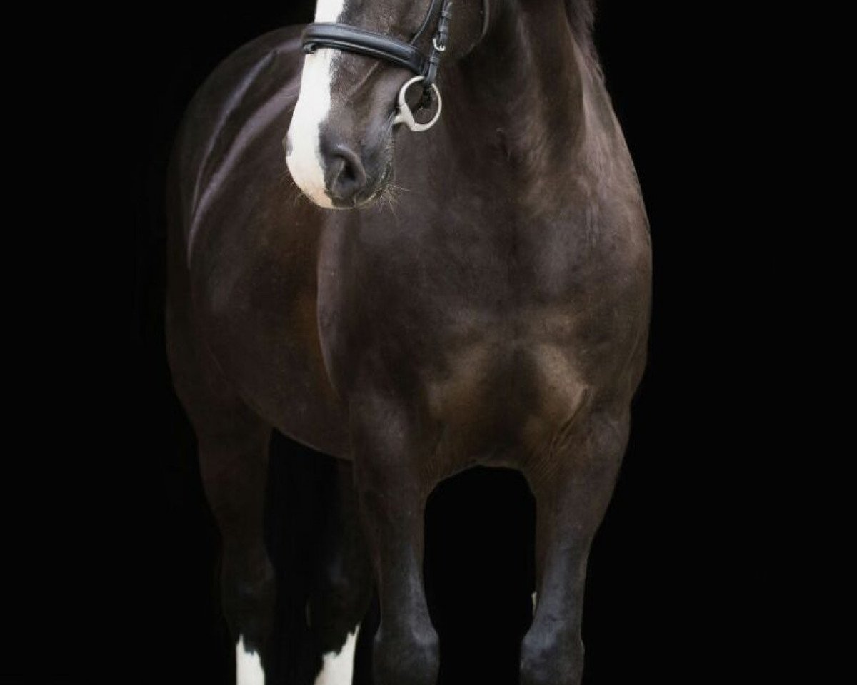 Zuchtstute Bonny May (Welsh-Cob (Sek. D), 1998, von Frisian Brenin)