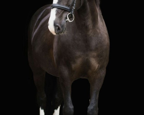 broodmare Bonny May (Welsh-Cob (Sek. D), 1998, from Frisian Brenin)