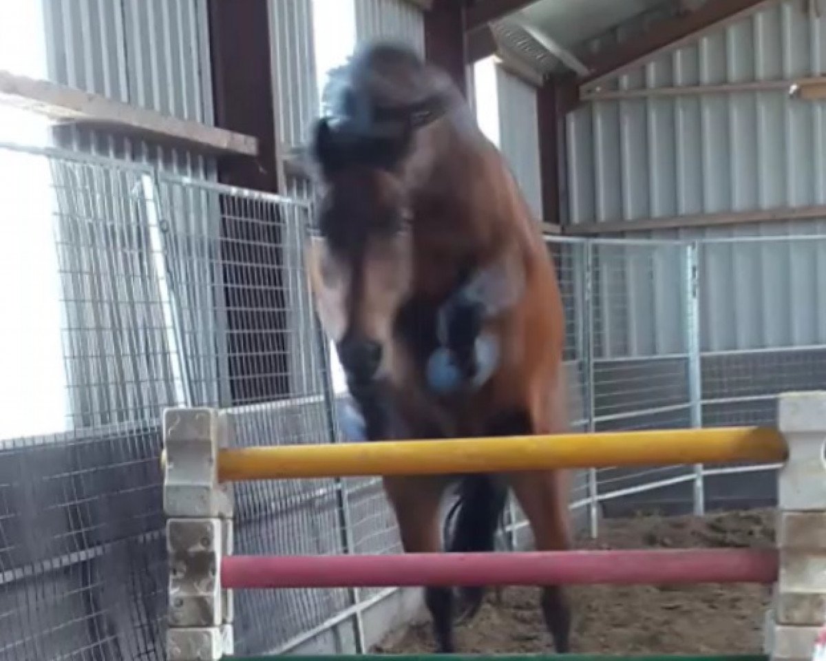 jumper Eldar Star (KWPN (Royal Dutch Sporthorse), 2009, from Diarado)