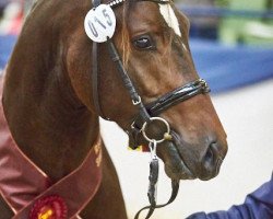 Springpferd Friedrichshof Hot Twix (Welsh-Cob (Sek. D), 2015, von H-S Hot Playboy)