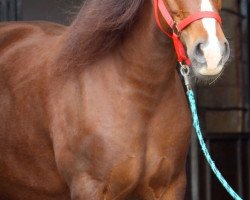 broodmare Friedrichshof Terra III (Welsh-Cob (Sek. D), 2006, from Trouble)