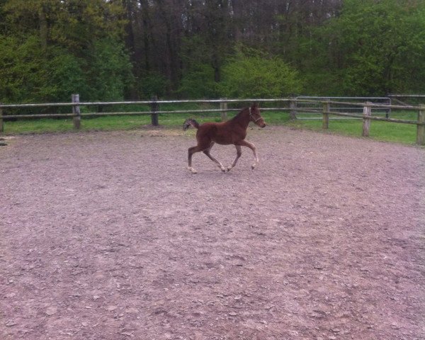 Springpferd Paron (Deutsches Reitpony, 2017, von Pitch Perfect)