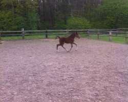 jumper Paron (German Riding Pony, 2017, from Pitch Perfect)