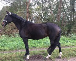 dressage horse Kasxonia (German Warmblood, 2009, from Krokant)