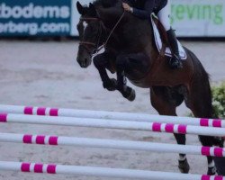 dressage horse Chester (KWPN (Royal Dutch Sporthorse), 2007, from Namelus R)