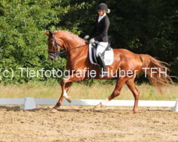 dressage horse Destina Red (Hanoverian, 2013, from Desperando 2)