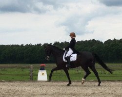 dressage horse Sarotti 70 (Hanoverian, 2010, from Sandro Hit)