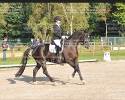 dressage horse Ixus (Trakehner, 2007, from San Krotenbach)