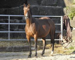 broodmare Lotte (Rhinelander, 2005, from Laudator xx)