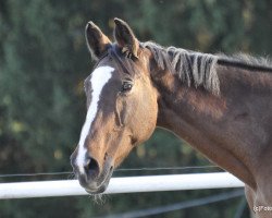 broodmare Louisiana S 2 (Holsteiner, 1996, from Literat)