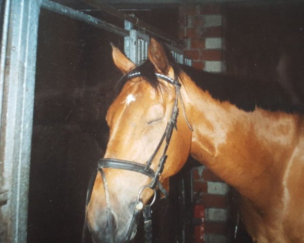 dressage horse Lavigno 6 (German Sport Horse, 1997)