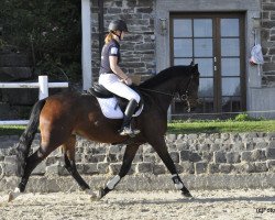 broodmare Casaria 2 (Oldenburg show jumper, 2012, from Casario II)