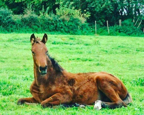 Springpferd Diamanta GM Z (Zangersheide Reitpferd, 2017, von Diamant de Semilly)