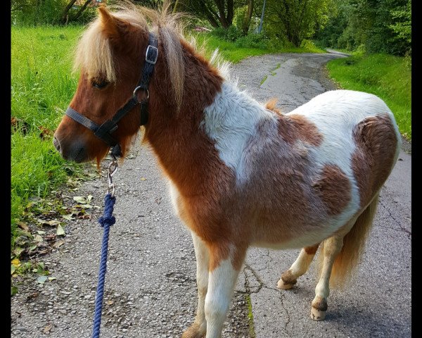 horse Little Hazelnut (Shetland Pony, 2016, from Sietse van Vries)