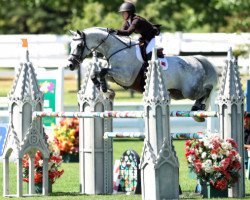 Deckhengst Lord Fantasy Kwg (Schweizer Warmblut, 2008, von Lord Lennox)