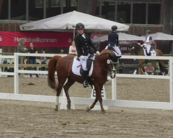 Reitturnier Pellheim-Gerblhof 2018