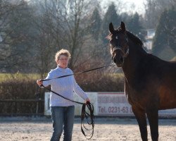 dressage horse Shadow 693 (Westphalian, 2010, from Son of Cologne)