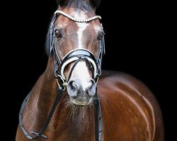 jumper Power of Magic 3 (German Riding Pony, 2004, from Piccolo)