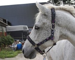 horse Monty (Hanoverian,  , from Mont du Cantal AA)