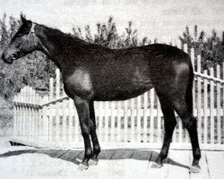 Zuchtstute Emal II (Russisch Trakehner, 1950, von Eifel ex Perkeo)