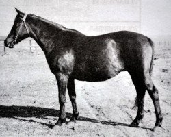 Zuchtstute Palma (Russisch Trakehner, 1956, von Piligrim)