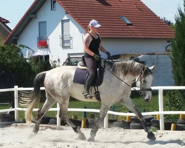 horse Itzy (German Warmblood, 2006, from Imparo)