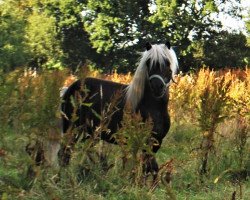 Deckhengst Gedsagergards Lexus (Shetland Pony, 2014, von Luxus)