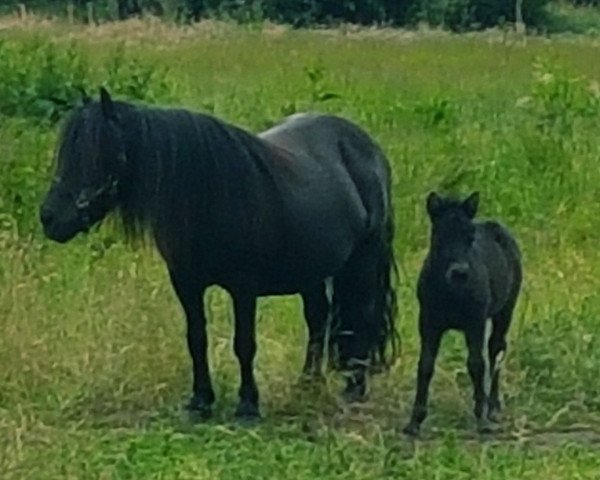 broodmare Sensation van Stal Brammelo (Shetland Pony, 2002, from Libero W van de Hertraksestraat)