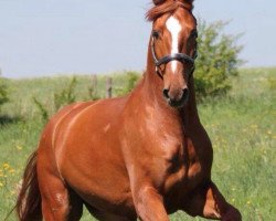 dressage horse River (Rhinelander, 2009, from Moosbends Ricardos)