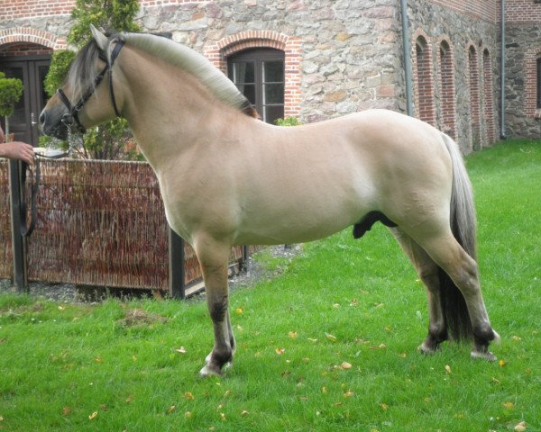 Deckhengst Laustfin Skellerød (Fjordpferd, 2007, von Trollfin)