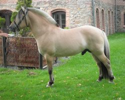 stallion Laustfin Skellerød (Fjord Horse, 2007, from Trollfin)