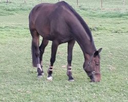 dressage horse Ferry B (Westphalian, 2012, from Feedback 16)