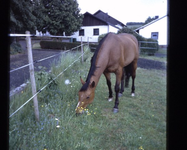 broodmare Gluecksburg (Hanoverian, 1994, from Glueckspilz)