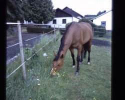 Zuchtstute Gluecksburg (Hannoveraner, 1994, von Glueckspilz)