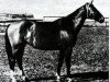 Zuchtstute Diana (Russisch Trakehner, 1949, von Dirigent)