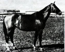 Zuchtstute Diana (Russisch Trakehner, 1949, von Dirigent)