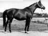 broodmare Pedal (Russian Trakehner, 1961, from Piligrim)