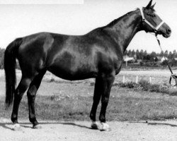 Zuchtstute Pedal (Russisch Trakehner, 1961, von Piligrim)