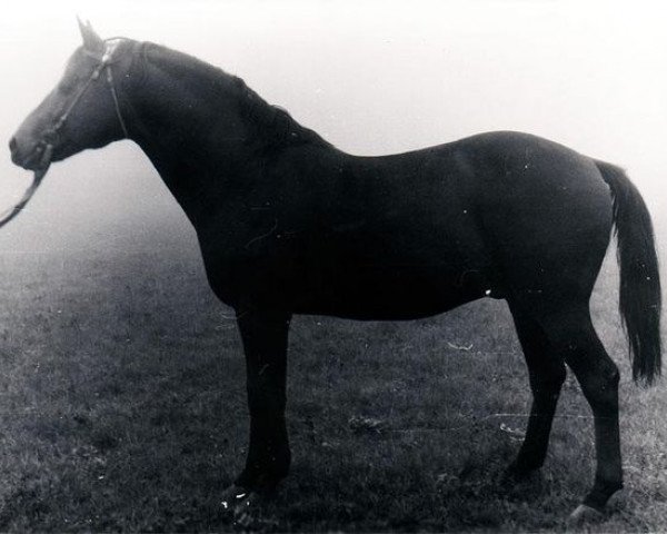 stallion Proton (Russian Trakehner, 1972, from Oplot)