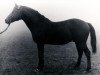 stallion Proton (Russian Trakehner, 1972, from Oplot)